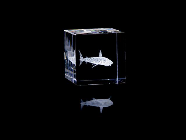 Crystal Shark